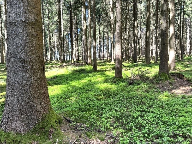 Wald mit Moosboden und Sonnenlicht rund um den tobel