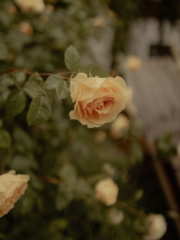 tobel1853 glimpse – moments at home